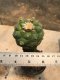 Lophophora williamsii