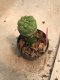 Lophophora williamsii var. caespitosa variegata