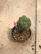 Lophophora williamsii var. caespitosa