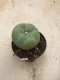 Lophophora diffusa