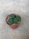 1 pot Lophophora Williamsii  -peyote -cactus -cacti -cactaceae