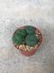 1 pot Lophophora Williamsii  -peyote -cactus -cacti -cactaceae