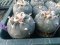 1 PLANT Lophophora Williamsii