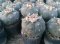 1 PLANT Lophophora Williamsii