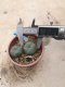 Lophophora williamsii grow from seed 6 years old - can give flower and seed