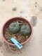 Lophophora williamsii grow from seed 6 years old - can give flower and seed