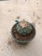 Lophophora fricii grow from seed 25 years old - can give flower and seed