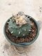 Lophophora fricii grow from seed 25 years old - can give flower and seed