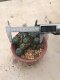 Lophophora williamsii grow from seed 25 years old - can give flower and seed