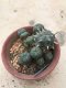 Lophophora williamsii grow from seed 25 years old - can give flower and seed