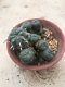 Lophophora williamsii grow from seed 25 years old - can give flower and seed