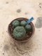 Lophophora williamsii grow from seed 15 years old - can give flower and seed
