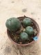 Lophophora williamsii grow from seed 15 years old - can give flower and seed