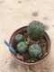 Lophophora williamsii grow from seed 15 years old - can give flower and seed