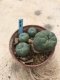 Lophophora williamsii grow from seed 15 years old - can give flower and seed