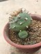 Lophophora diffusa grow from seed 25 years old - can give flower and seed