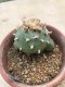 Lophophora diffusa grow from seed 25 years old - can give flower and seed