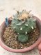 Lophophora diffusa grow from seed 25 years old - can give flower and seed
