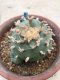 Lophophora diffusa grow from seed 25 years old - can give flower and seed