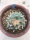 Lophophora diffusa grow from seed 25 years old - can give flower and seed