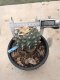 Lophophora williamsii grow from seed 25 years old - can give flower and seed