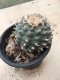 Lophophora williamsii grow from seed 25 years old - can give flower and seed