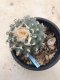 Lophophora williamsii grow from seed 25 years old - can give flower and seed