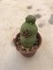 Pseudolithos grow from seed 5 years old - can give flower and seed