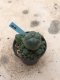 Lophophora williamsii grow from seed-can give flower and seed