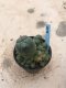 Lophophora williamsii grow from seed-can give flower and seed