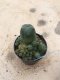 Lophophora williamsii grow from seed-can give flower and seed