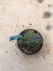 Lophophora williamsii grow from seed-can give flower and seed