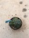 Lophophora williamsii grow from seed-can give flower and seed