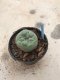 Lophophora fricii grow from seed-can give flower and seed