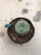 Lophophora fricii grow from seed-can give flower and seed