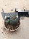 Lophophora williamsii grow from seed-can give flower and seed