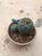 Lophophora williamsii grow from seed-can give flower and seed