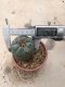 Lophophora williamsii grow from seed-can give flower and seed