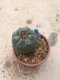 Lophophora williamsii grow from seed-can give flower and seed