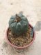 Lophophora williamsii grow from seed-can give flower and seed