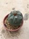 Lophophora williamsii grow from seed-can give flower and seed