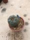 Lophophora williamsii grow from seed-can give flower and seed