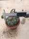 Lophophora williamsii grow from seed-can give flower and seed