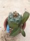 Lophophora williamsii grow from seed-can give flower and seed