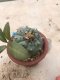 Lophophora williamsii grow from seed-can give flower and seed