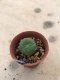 1x Lophophora williamsii 3-5 cm 7 years old-grow from seed-can give flower and seed