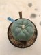 Lophophora williamsii 7 years old-grow from seed-can give flower and seed