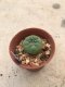 Lophophora williamsii 7 years old-grow from seed-can give flower and seed