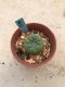 Lophophora williamsii 7 years old-grow from seed-can give flower and seed