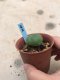 1x Lophophora williamsii 3-5 cm 7 years old-grow from seed-can give flower and seed